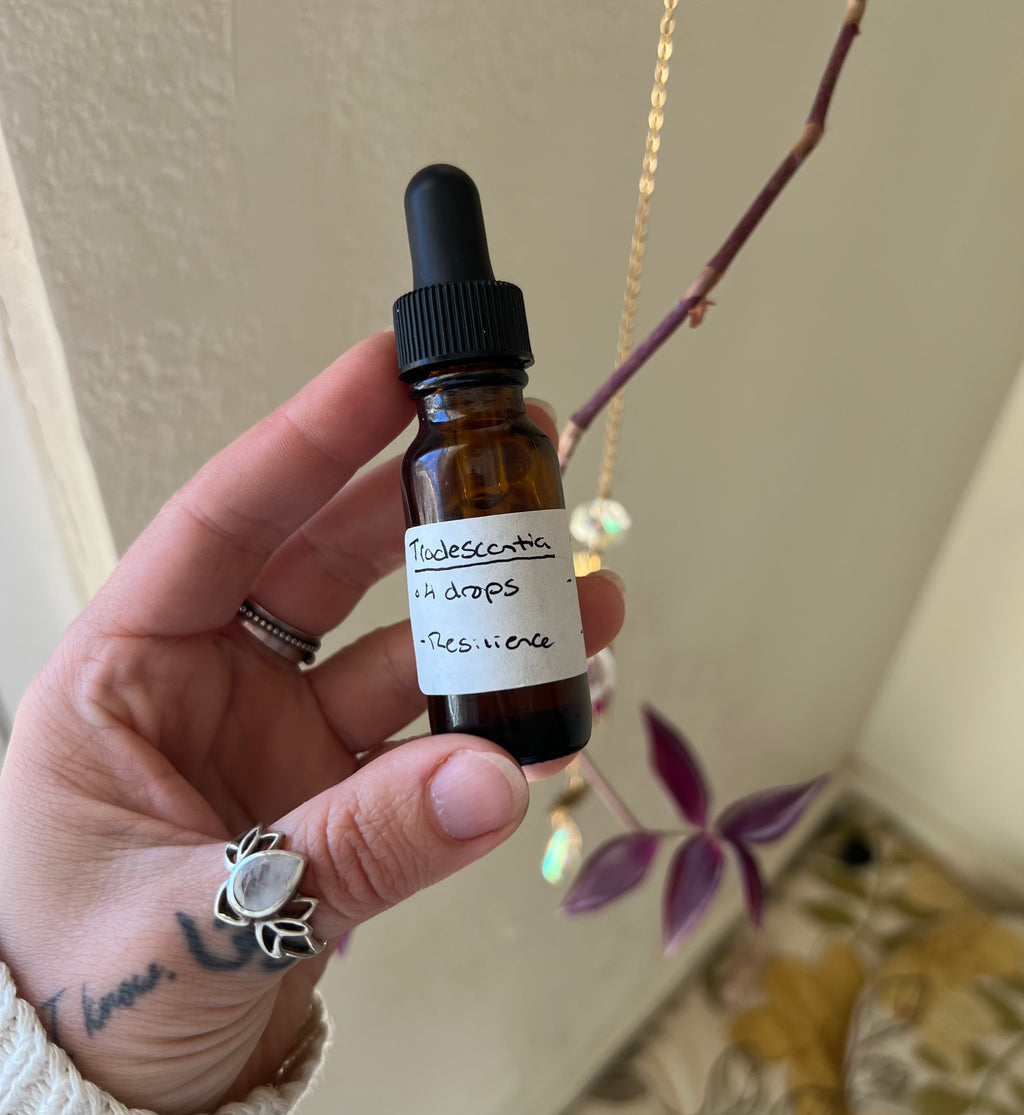 Tradescantia Flower Essence