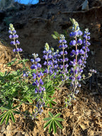 Lupine Flower Essence