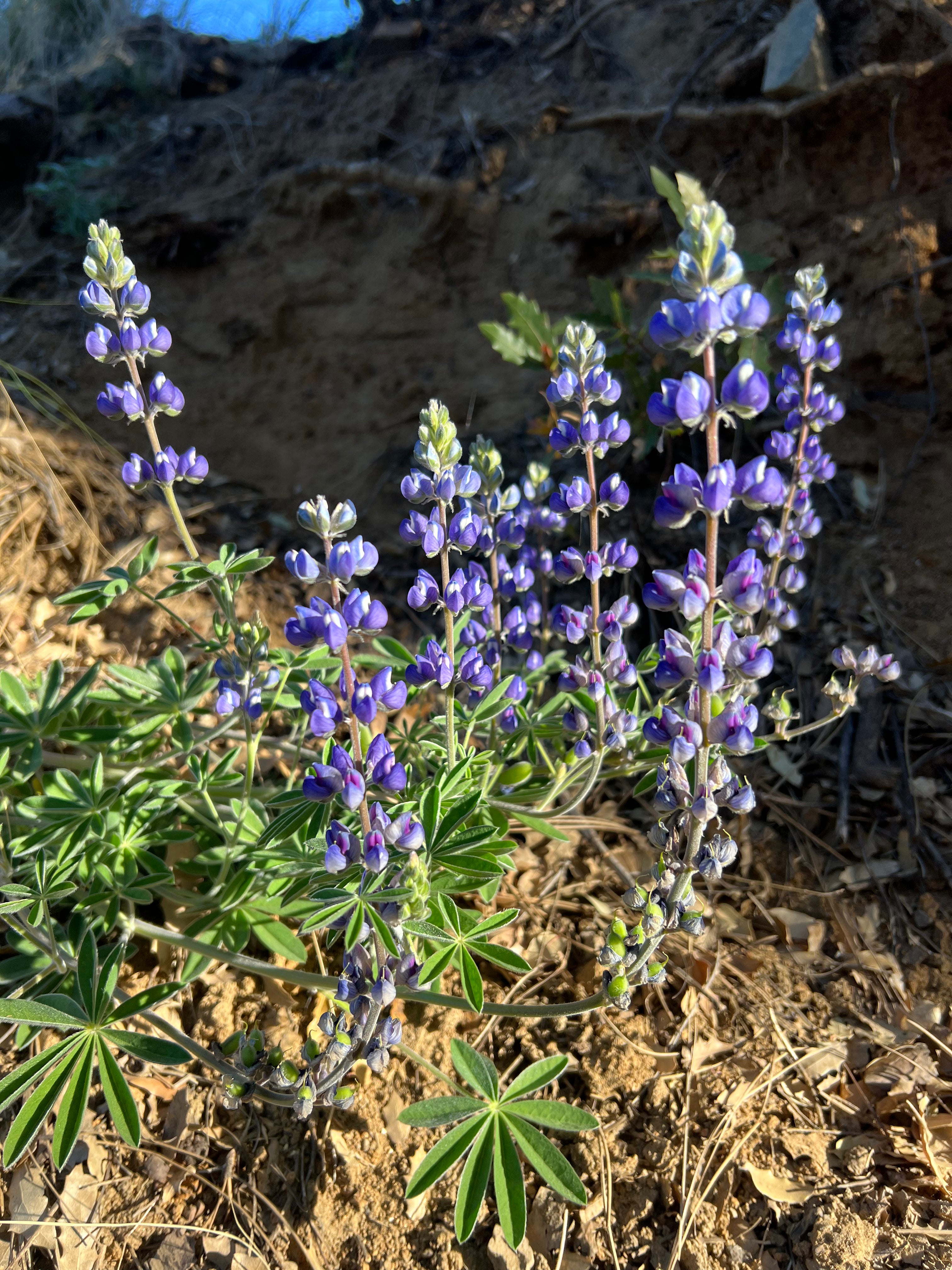 Lupine Flower Essence