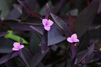 Tradescantia Flower Essence